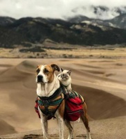 狗狗和猫咪一起旅行，看了忍不住羡慕：简直就是神仙组合呀