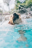 成都天气持续高温，宠物狗狗们都下水游泳拍裸照