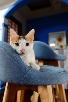 家有宠物的装修建议，铲屎官们的必读装修指南