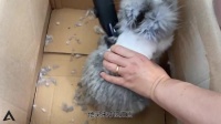 宠物兔理毛日记vlog：米家理发器能不能给宠物理毛