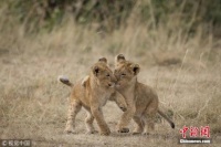 家后院养两只狮子当宠物 捷克一男子不幸丧命狮口