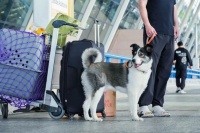 勃林格殷格翰助力国内首个携宠包机出境游启程