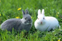 萌宠乐园加盟条件和费用 萌宠乐园加盟电话 怎么样