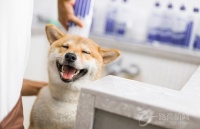 【火星萌宠宠物店加盟