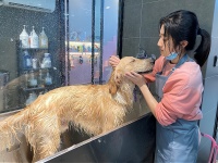 宠物旅游：让你的创业之路充满爱与陪伴