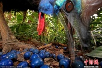 养宠物需谨慎！男子摔倒遭大型鸟攻击 不幸死亡