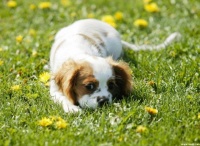 从文明人养宠物说起