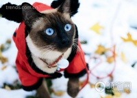 精明宠物游 你的旅行中可以有它(组图)(2)