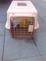 把握宠物托运行业大趋势，领略创业新境界！