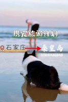 带上宠物去旅游