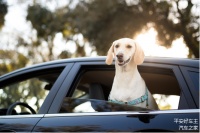 寄养一天要200？铲屎官带宠物自驾出游指南