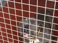 度假潮催生“弃宠”潮，欧时记者探访宠物收容所，见证被弃萌宠心酸背后