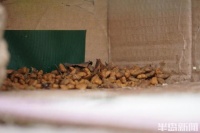 “共享”猫粮，你方吃罢我登场