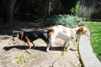 霸道狗狗们的“交配”方式揭秘！原来这么多种