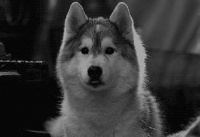 这样你真的可以和猫狗聊天了