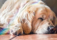 谁说犬传染性肝炎会传染人？理性对待肝脏疾病，切勿谈肝色变