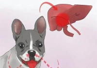 【图片】看看你家狗狗有没有这些肝脏疾病迹象？