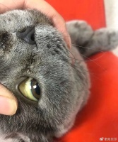 猫咪比狗狗更容易患肝炎脂肪肝的原因找到了？