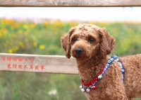 犬大夫：防微杜渐，犬猫肝炎咋办？怎么处理？