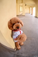 “养泰迪需谨记：十大禁忌让你的宠物更健康、更快乐！”