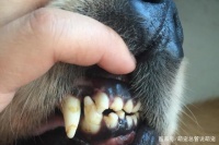 狗狗牙齿总是出问题怎么办？家长们学会这几招，就再也不用担心了