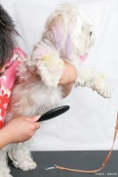 特殊时期在家如何正确地给狗狗洗澡？你洗对狗了吗？