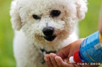 怎样帮比熊清理肛门腺？很简单就5步！