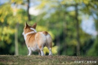 为了让狗狗有个好屁屁，小肛门大护理配方来袭
