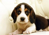 宠物狗口腔及牙齿的护理