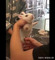 网友带兔子去宠物店剪毛，兔子一脸懵逼，表情让人笑喷