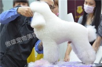 学宠物剪毛技术去哪里好呢?