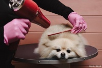 宠物剪毛教程，教你如何正确为宠物修剪毛发