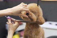 自己动手给宠物狗剪毛教程