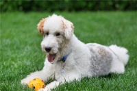 NEKO宠物护理生活馆加盟