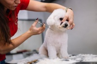 宠物美容师已拿下，花4500买来的血泪史