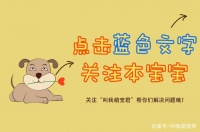 猫狗掉毛怎么清理？6个妙招集合，太实用了