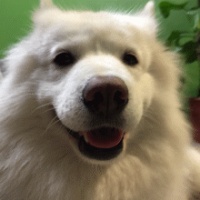 7招缓解狗狗掉毛？试过都夸好