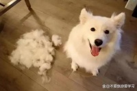 宠物掉毛怎么办？这篇文章告诉你换毛和脱毛的区别和解决方法！