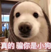 那些年在Tony发廊理过发的狗猫们……