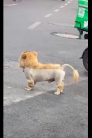 主人给狗做了个奇特的造型，只把身上的毛剃光了，是虎还是狮子？