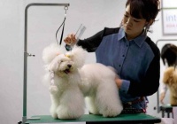 自从给狗狗学来个发型，每次出门都被女孩子围了起来