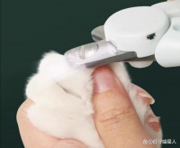 怎样给猫咪修剪指甲？剪多长合适？