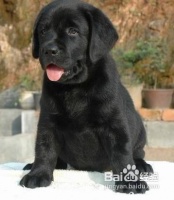 为拉布拉多犬修剪脚趾甲的正确方法