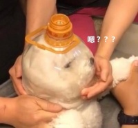 4步教你轻松给狗狗修指甲，让它舒爽快乐！