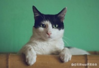 北京宠物美容护理app，化身奇迹“萌”宠