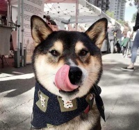 宠物也能成艺术家！这只狗狗跟着主人学画画！