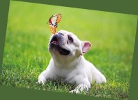 郑州摄影师给宠物拍艺术照 记录呆萌瞬间