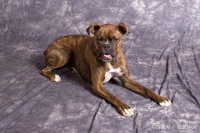 宠物小知识：当你把狗带出门之前，必要教会爱犬遵守规则和礼仪