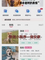 北京领养猫咪的平台