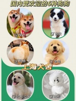 宠物狗商城（宠物商城官网）